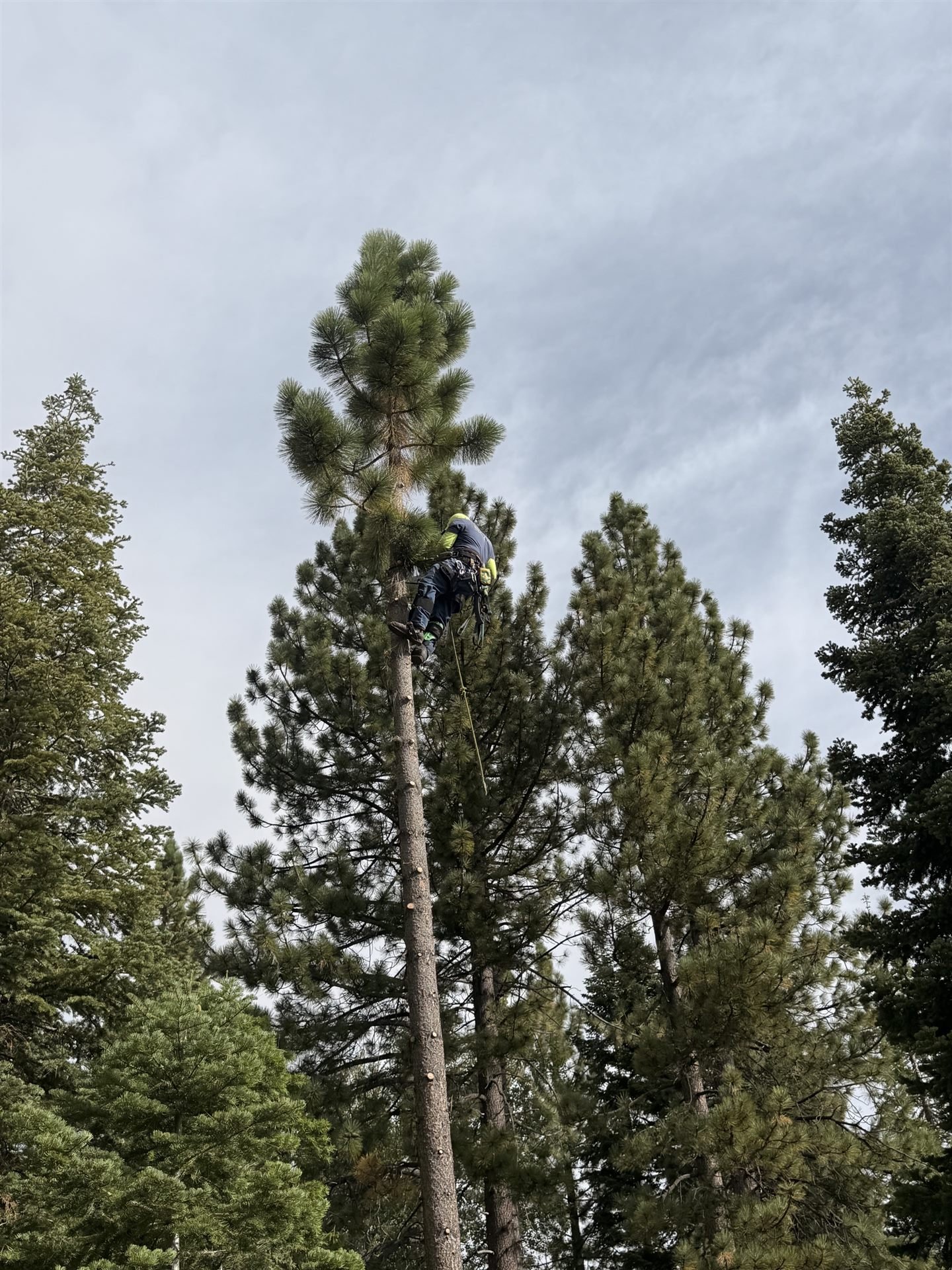 Arborist climbing high into a ponderosa pine to prune the upper crown