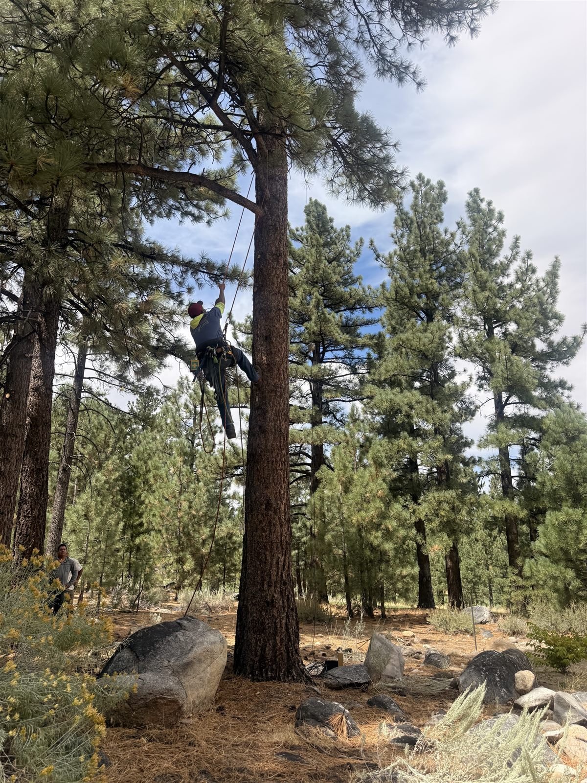 Climber working at height while removing large sections of a pine trunk