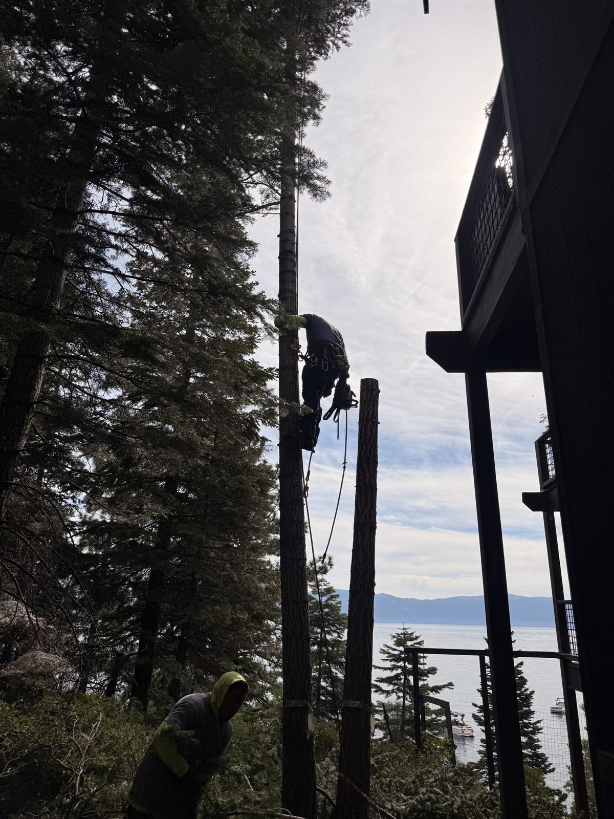 Crew member rigging a large limb for controlled lowering during a removal