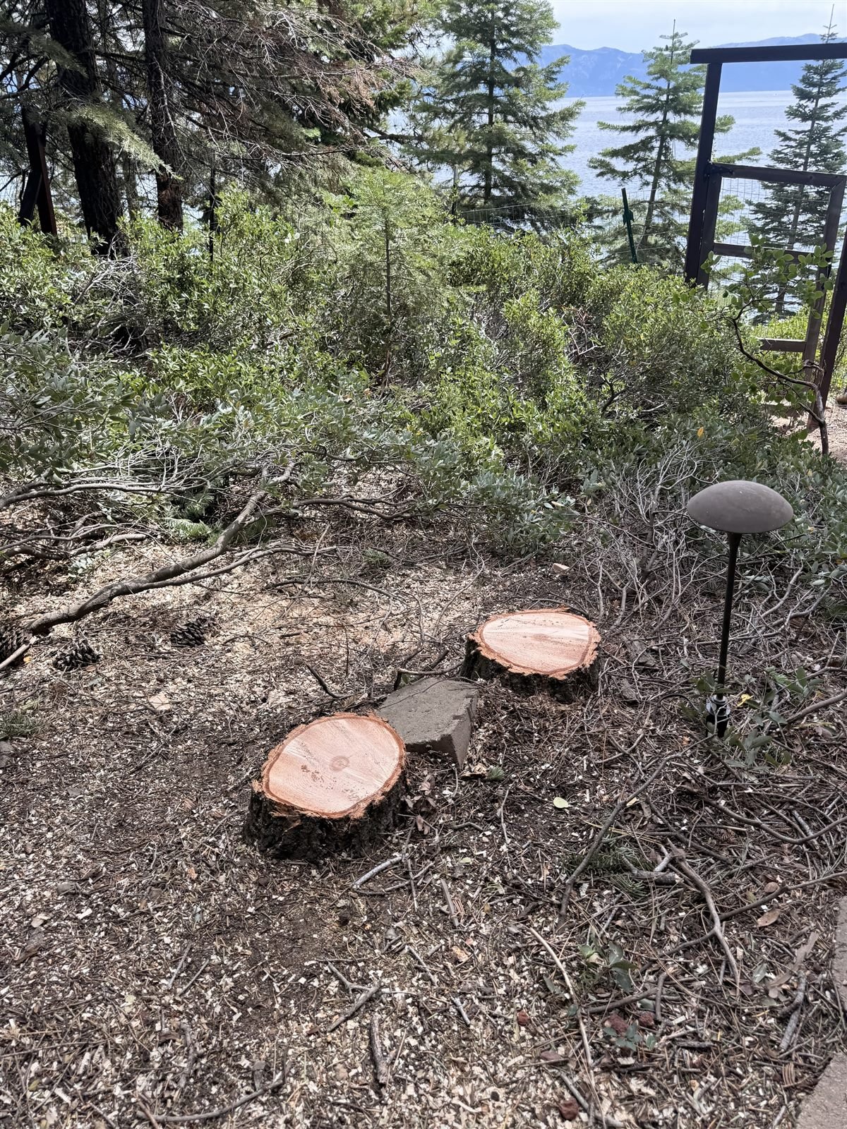 After: cleared stumps following removal